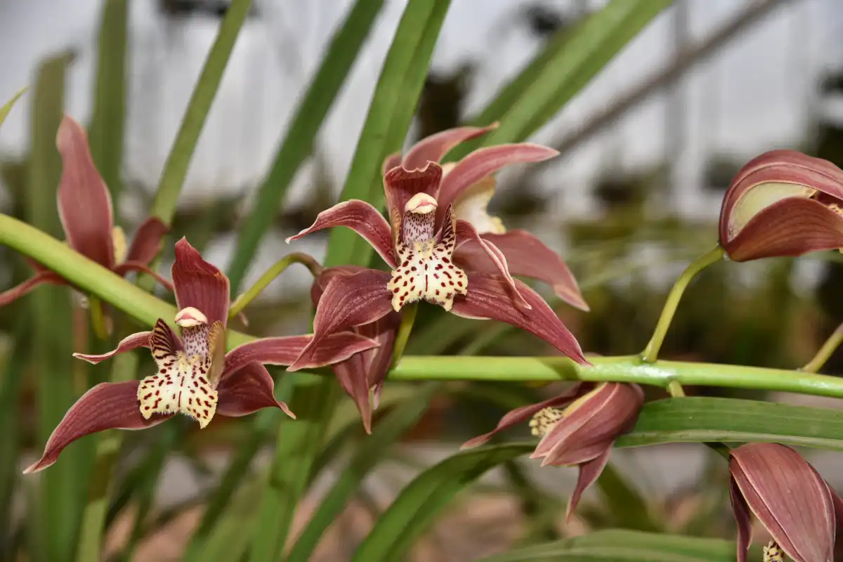 Orchid farm Experience